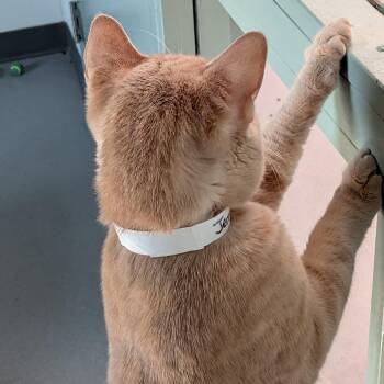 Jerri -  Domestic Short Hair Cat for Adoption in Lakewood, Colorado - Jerri | PetCurious