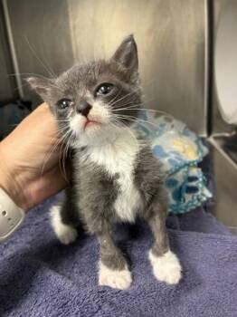 Grace Ann -  Domestic Short Hair Cat for Adoption in Gainesville, Florida - Grace Ann | PetCurious