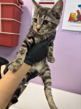 molly -  Domestic Short Hair Cat for Adoption in El Paso, Texas - Molly | PetCurious