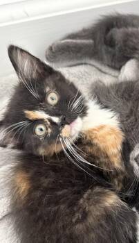 Smudge -  Domestic Long Hair Cat for Adoption in Sneads Ferry, North Carolina - Smudge | PetCurious