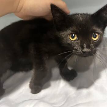Mulberry Wine -  Domestic Short Hair Cat for Adoption in Chattanooga, Tennessee - Mulberry Wine | PetCurious