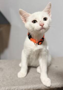 Sheldon -  Domestic Short Hair Cat for Adoption in Zimmerman, Minnesota - Sheldon | PetCurious