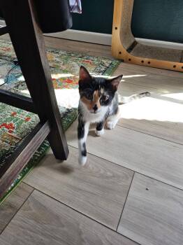 Domestic Short Hair Cats Available for Adoption - Malificent | PetCurious