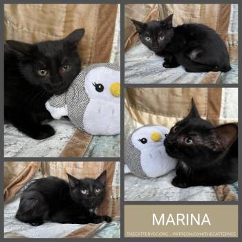 Domestic Short Hair Cats Available for Adoption - Marina | PetCurious