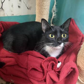 Denver -  Domestic Short Hair Cat for Adoption in Hudson, New York - Denver | PetCurious