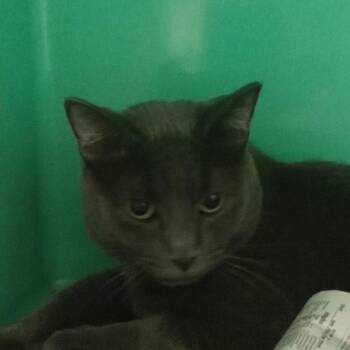 Paws -  Domestic Short Hair Cat for Adoption - Paws | PetCurious