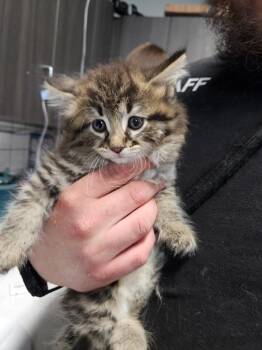 Bob -  Domestic Short Hair Cat for Adoption in Huntington, Indiana - Bob | PetCurious