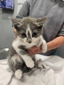 Leo -  Domestic Short Hair Cat for Adoption in Bloomington, Indiana - Leo | PetCurious
