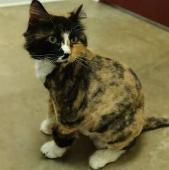 Domestic Long Hair Cats Available for Adoption in Springfield, Illinois - Bowie | PetCurious
