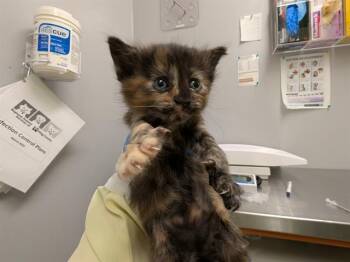 BEANS -  Domestic Long Hair Cat for Adoption in Kent, Washington - BEANS | PetCurious
