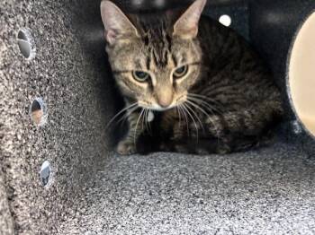 Slumber Party -  Domestic Short Hair Cat for Adoption in New York, New York - Slumber Party | PetCurious