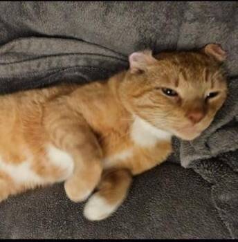 Rescue Tabby Cats for Adoption in Tustin, California - Cliff | PetCurious
