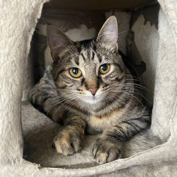Domestic Short Hair Cats Available for Adoption in Royal Oak, Michigan - Kiwi Bird | PetCurious