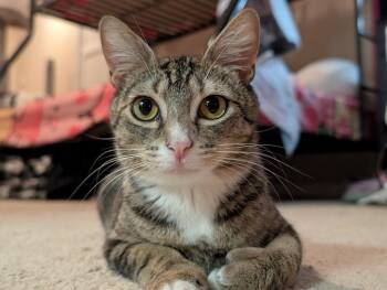 Rosie May -  Domestic Short Hair Cat for Adoption in Cumming, Georgia - Rosie May | PetCurious