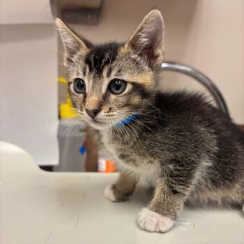 Haaland -  Domestic Short Hair Cat for Adoption in Goleta, California - Haaland | PetCurious