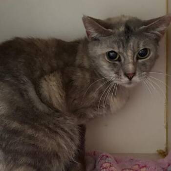 Domestic Short Hair Cats Available for Adoption in Fort Worth, Texas - Gecko | PetCurious