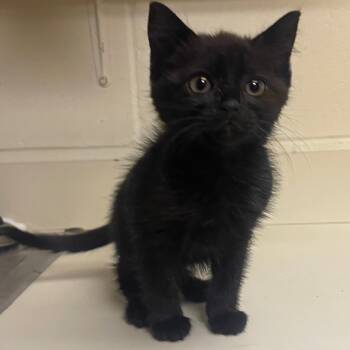 Rescue Domestic Short Hair Cats for Adoption in Valley, Alabama - Gummy Bear | PetCurious