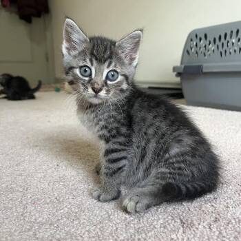 Tengu -  Domestic Long Hair Cat for Adoption in Dearborn, Michigan - Tengu | PetCurious