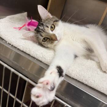 Parmesan -  Domestic Short Hair Cat for Adoption in Yorktown, Indiana - Parmesan | PetCurious
