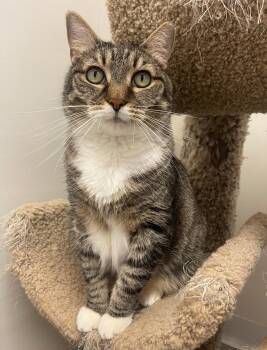 Rescue Domestic Short Hair Cats for Adoption in Indiana, Pennsylvania - Ralphie | PetCurious