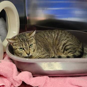 Pam -  Domestic Short Hair Cat for Adoption in Walker, Michigan - Pam | PetCurious