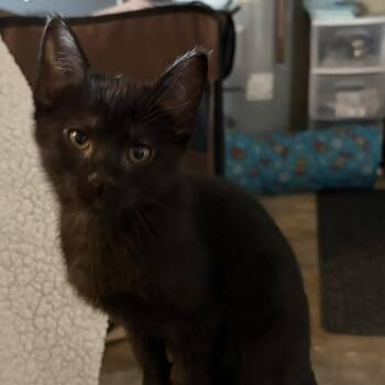 Sophie -  Domestic Short Hair Cat Available for Adoption in Shelbyville, Indiana - Sophie | PetCurious