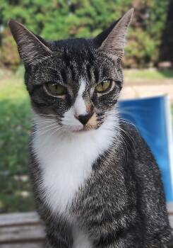 Dora -  Domestic Short Hair and Bengal Cat for Adoption in Hamilton, Ontario - Dora | PetCurious