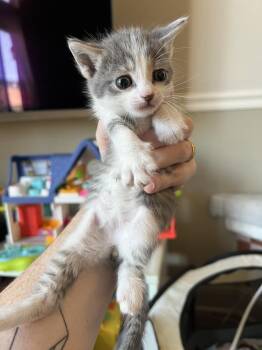 Joy (Wednesday) -  Domestic Short Hair Cat for Adoption in Chicago, Illinois - Joy (Wednesday) | PetCurious