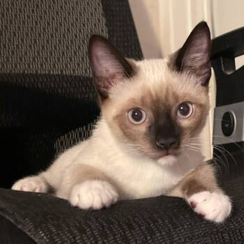 Rescue Siamese Cats for Adoption in Los Angeles, California - Pizzicati | PetCurious
