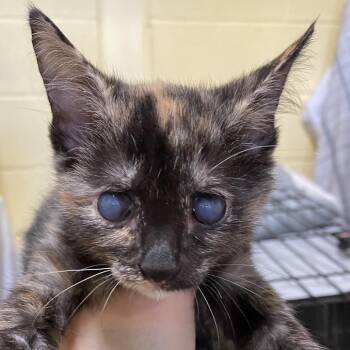 Martha Stewart -  Domestic Short Hair Cat for Adoption in Lynchburg, Virginia - Martha Stewart | PetCurious