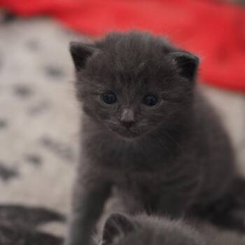 Baby Spinach -  Domestic Short Hair Cat for Adoption in Brockton, Massachusetts - Baby Spinach | PetCurious
