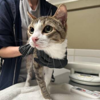 Domestic Short Hair Cats Available for Adoption in Ojai, California - Aurora | PetCurious