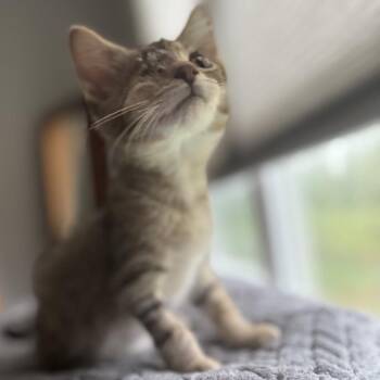 Mike Wazowski -  Domestic Short Hair Cat for Adoption in Granville, Ohio - Mike Wazowski | PetCurious