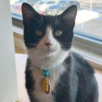 Domestic Short Hair Cats Available for Adoption - Nefesh | PetCurious