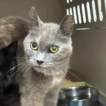 SVAS-Stray-38871 -  Domestic Short Hair Cat for Adoption in Lyndhurst, Virginia - SVAS-Stray-38871 | PetCurious