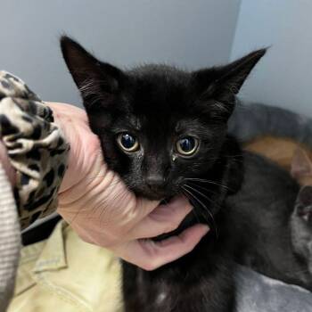 Coraline -  Domestic Short Hair Cat for Adoption in Kingman, Arizona - Coraline | PetCurious