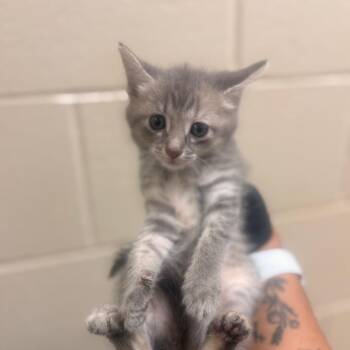 Chalupa -  Domestic Short Hair Cat for Adoption in Winston-salem, North Carolina - Chalupa | PetCurious