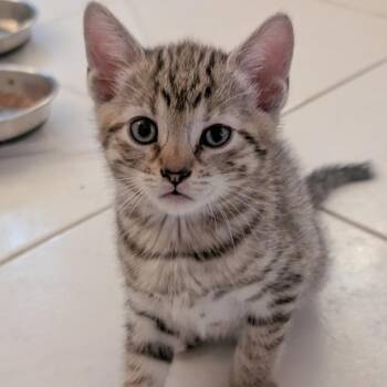 Clover -  Domestic Short Hair Cat for Adoption in Fort Lauderdale, Florida - Clover | PetCurious