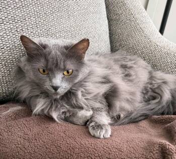 Domestic Medium Hair Cats Available for Adoption - Miss Butters | PetCurious