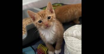 Domestic Medium Hair Cats Available for Adoption in Virginia Beach, Virginia - Naruto | PetCurious