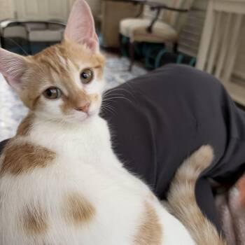 Lola -  Domestic Short Hair Cat for Adoption in Snow Hill, North Carolina - Lola | PetCurious
