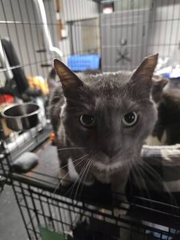 Domestic Short Hair Cats Available for Adoption in Franklin Township, New Jersey - Wilard | PetCurious