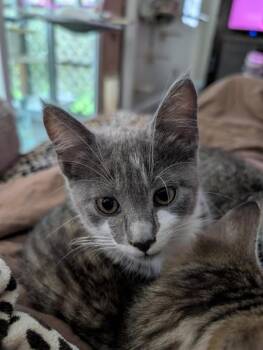 Domestic Short Hair Cats Available for Adoption in Gorham, Maine - Claudia Aka Fern | PetCurious