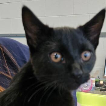 Rescue Domestic Short Hair Cats for Adoption in Montgomery, Alabama - Ben | PetCurious