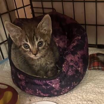 Newt -  Tabby and Domestic Short Hair Cat for Adoption in Sandy Springs, Georgia - Newt | PetCurious