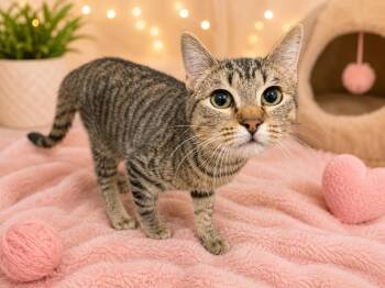Domestic Short Hair Cats Available for Adoption in Corpus Christi, Texas - Mini | PetCurious