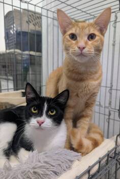 Williston & Winooski -  Domestic Short Hair Cat for Adoption in Palm Harbor, Florida - Williston & Winooski | PetCurious