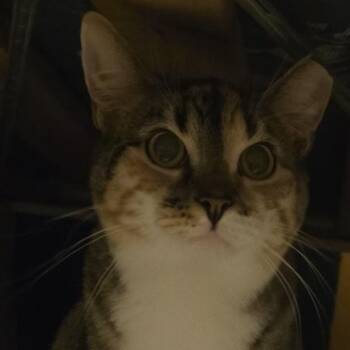 Rescue Domestic Short Hair Cats for Adoption in Sayville, New York - Wilma And Betty | PetCurious