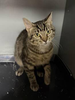 Ramsay -  Domestic Short Hair Cat for Adoption in West Mifflin, Pennsylvania - Ramsay | PetCurious