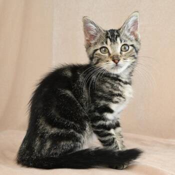 Olive -  Domestic Short Hair Cat for Adoption in Mobile, Alabama - Olive | PetCurious